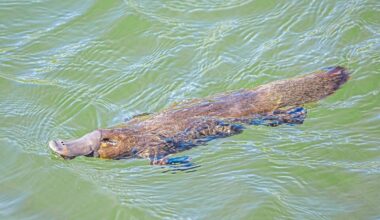 The platypus is even weirder than we thought, scientists discover