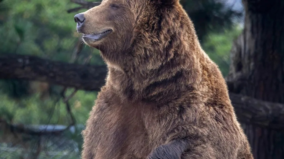 A playful-looking grizzly bear.Image via Shutterstock&sol;ROBERT ENRIQUEZ
