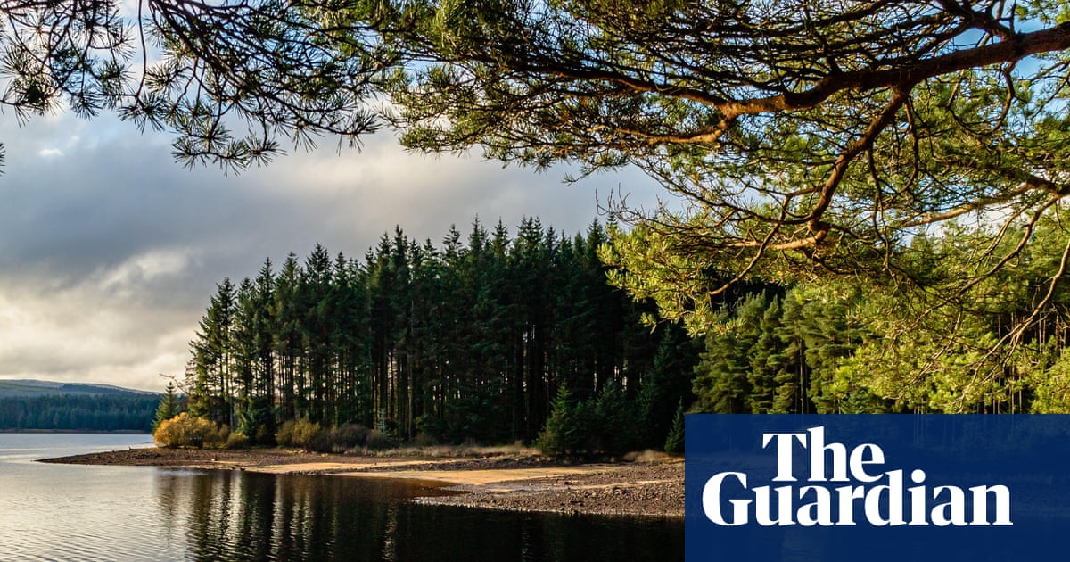 ‘The vast wooded wilderness doesn’t look like England’: exploring Northumberland’s Kielder Forest | Northumberland holidays