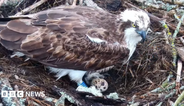 An osprey sitting in a large nest with a speckled egg between its feet. It's right leg has a blue ring bearing the number CJ7.