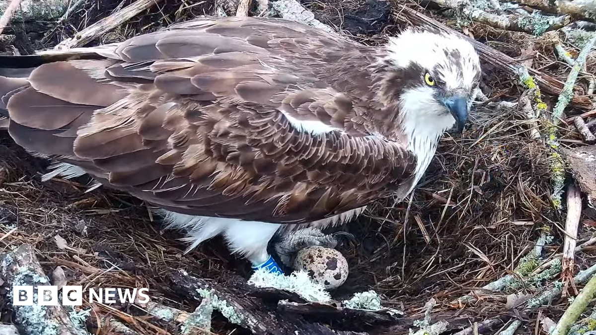 An osprey sitting in a large nest with a speckled egg between its feet. It's right leg has a blue ring bearing the number CJ7.