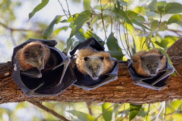 A family of flying foxes at Parramatta Park in January.