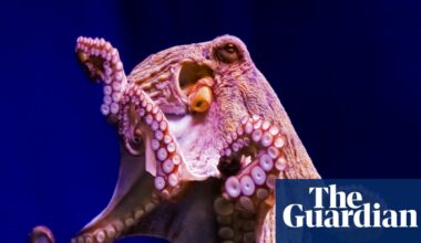 Is there any need for amputee octopuses? | Brief letters - The Guardian