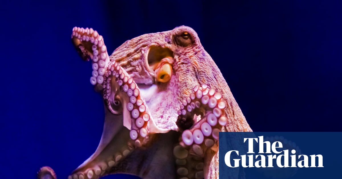 Is there any need for amputee octopuses? | Brief letters - The Guardian
