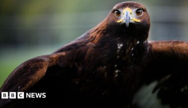 A close-up image of a Golden Eagle with its body almost filling the picture. It is a brown colour with white on its wings and around its face and has its wings about to be outstretched. It is looking intently into the camera.