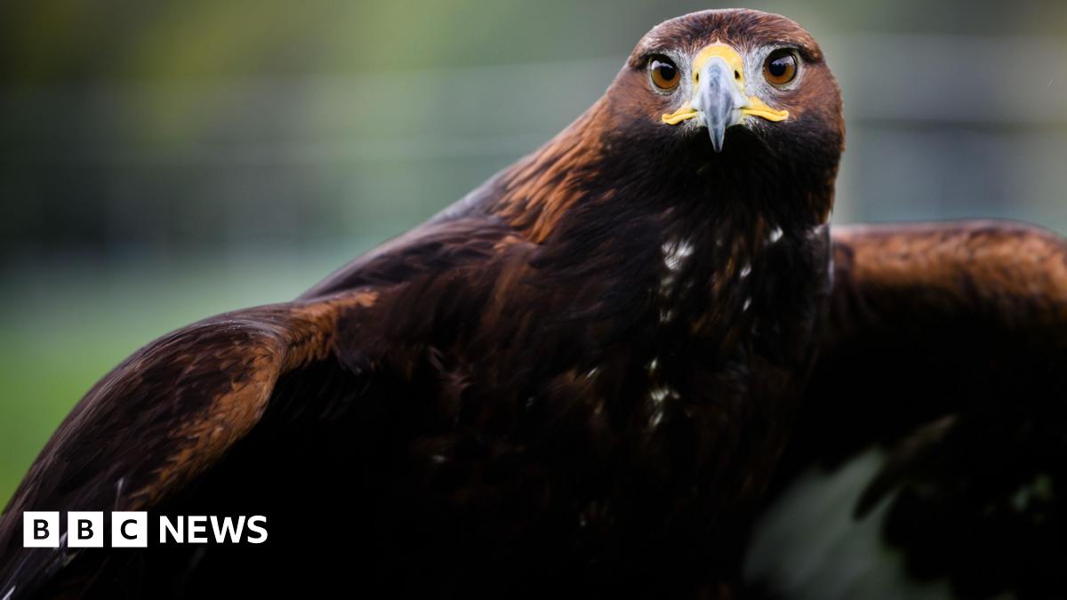 A close-up image of a Golden Eagle with its body almost filling the picture. It is a brown colour with white on its wings and around its face and has its wings about to be outstretched. It is looking intently into the camera.