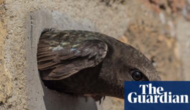 Anger as swifts’ nesting holes in Derbyshire rail viaduct ‘blocked up’ | Birds