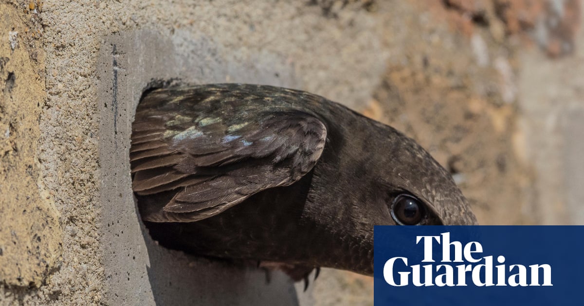 Anger as swifts’ nesting holes in Derbyshire rail viaduct ‘blocked up’ | Birds