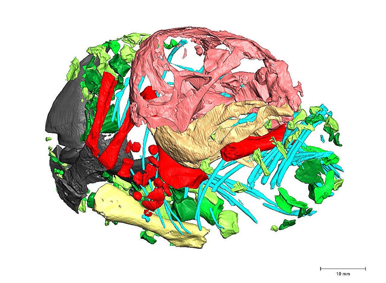 3d Reconstruction Lystrosaurus Embryo Skeleton
