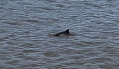 Suspected dolphin spotted in King’s Lynn’s Great River Ouse by mother and daughter