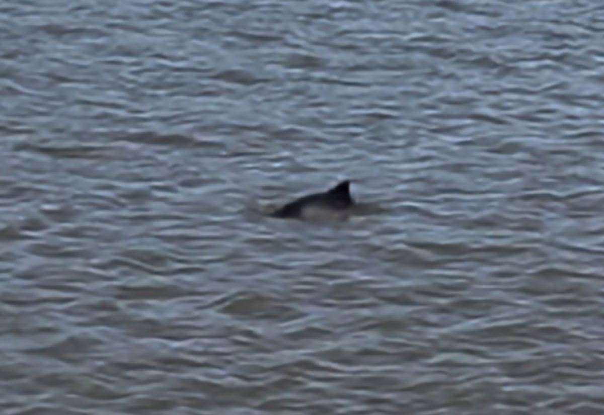 Suspected dolphin spotted in King’s Lynn’s Great River Ouse by mother and daughter