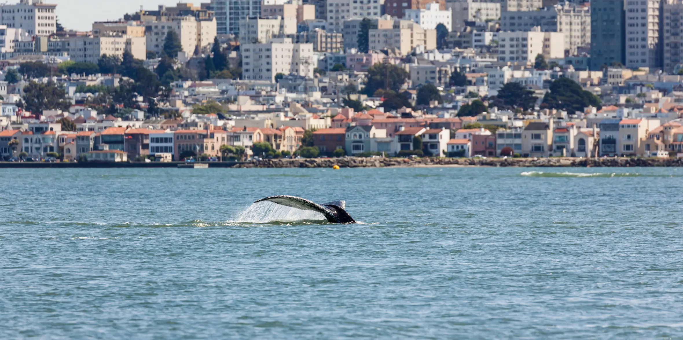 Fluke of a humpback whale in San Francisco Bay with the city in the background.