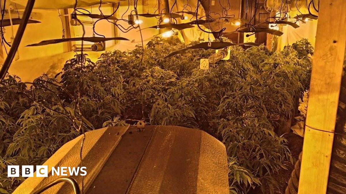 A picture of the inside of a tent which is filled with plants. There is lights above shining down on the plants.
