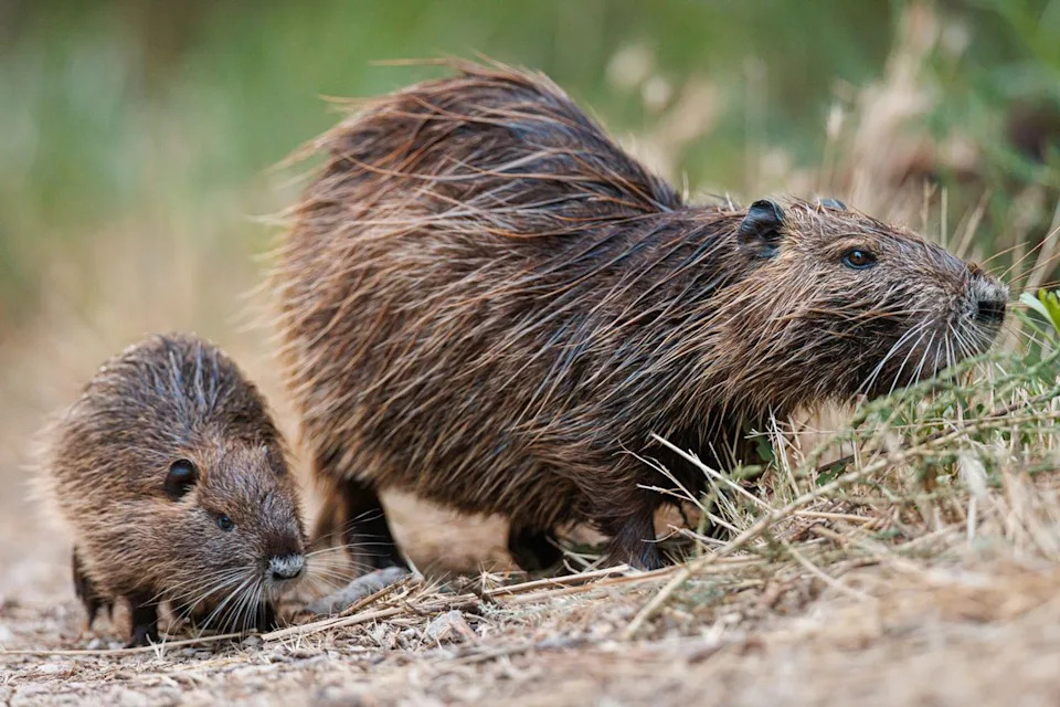 Coypu or Nutria (myocastor coypus) with her baby crossing a dirt road next to the marsh on July 11, 2024 in Camargue, FranceCredit: Getty