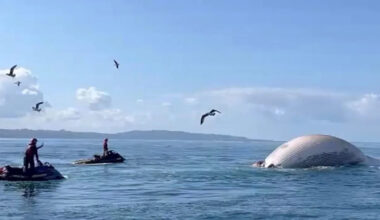 California Officials Warn About an Increase in Shark Activity After Towing a Bloated, Dead Whale Out to Sea