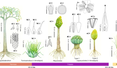 CAM photosynthesis may have conferred an advantage during the Permian–Triassic mass extinction event