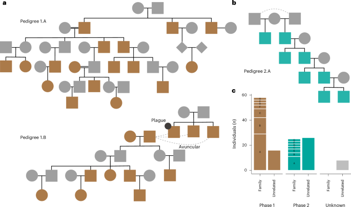 Fig. 4: Familial relations in Phases 1 and 2.