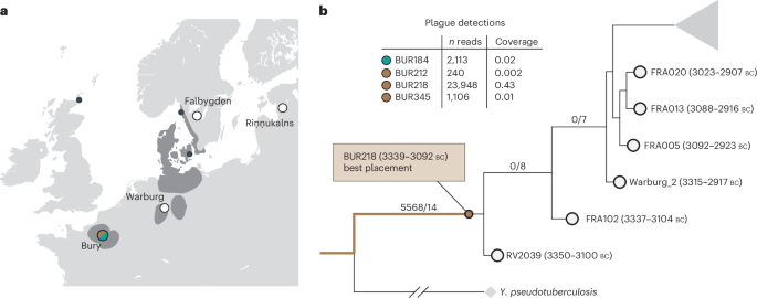Fig. 5: Phylogenetic placement of the Bury plague.