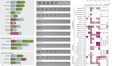 Nuclease–NTPase antiphage defence systems use conserved molecular features to control bacterial immunity
