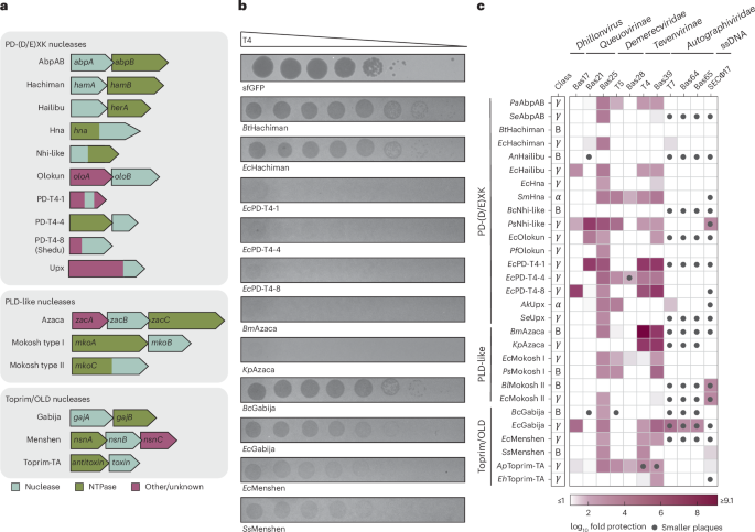 Nuclease–NTPase antiphage defence systems use conserved molecular features to control bacterial immunity