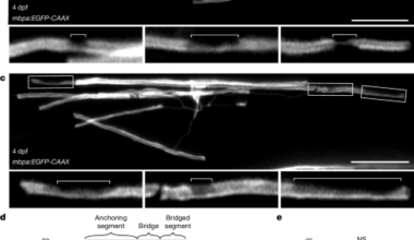Flexible ensheathment of axons enables myelination of complex CNS networks