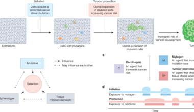 Tumour promotion through the lens of evolution