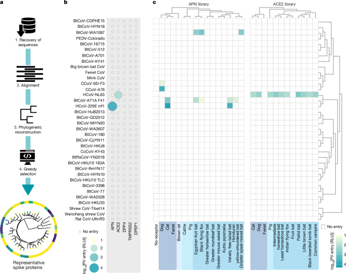 Heart-nosed bat alphacoronaviruses use human CEACAM6 to enter cells