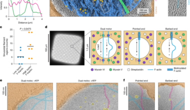 Myosin forces remodel F-actin for mechanosensitive protein recognition