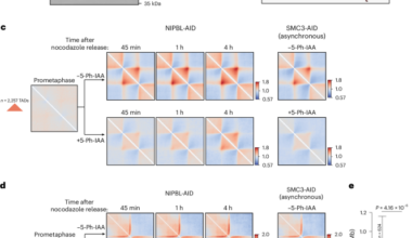 De novo formation of cis-regulatory contacts in the absence of NIPBL-driven chromatin loop extrusion