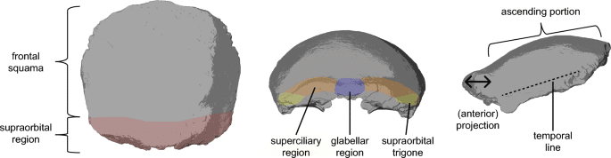 41598 2026 48468 Fig1 Html
