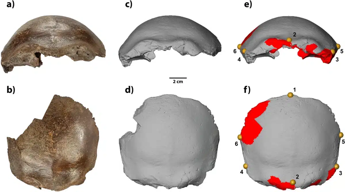 41598 2026 48468 Fig2 Html