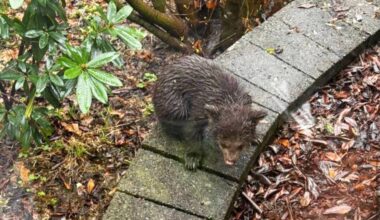 Maple Ridge residents are worried for this orphaned bear cub. (Special to The News)