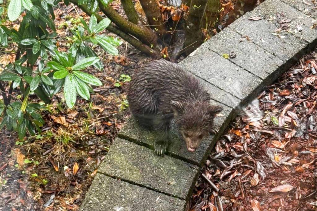 Maple Ridge residents are worried for this orphaned bear cub. (Special to The News)