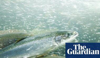 Cocaine pollution in rivers and lakes may disrupt behaviour of salmon, study finds | Science