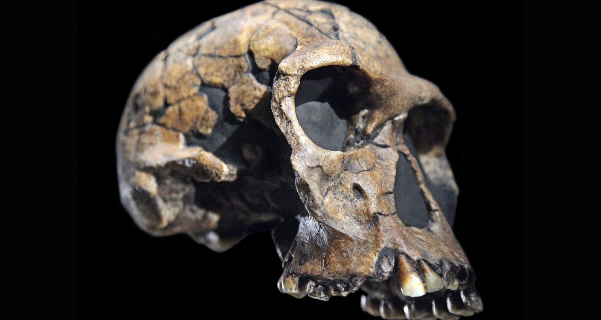 A close up of a reconstructed skull, missing its lower jaw, against a black background