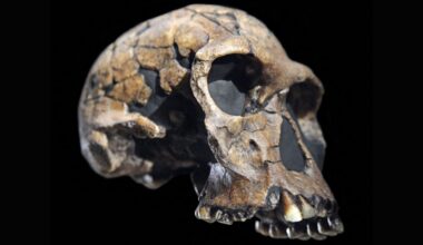 A close up of a reconstructed skull, missing its lower jaw, against a black background
