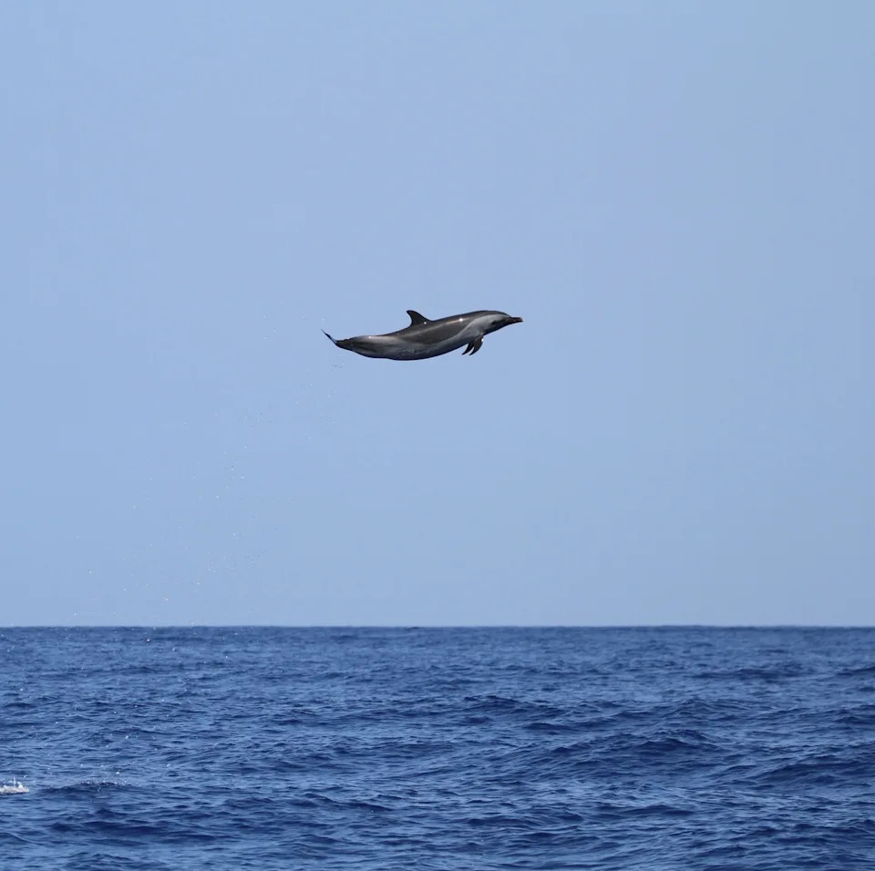 <span class="wp-caption-text">Pacific Whale Foundation/Instagram</span>