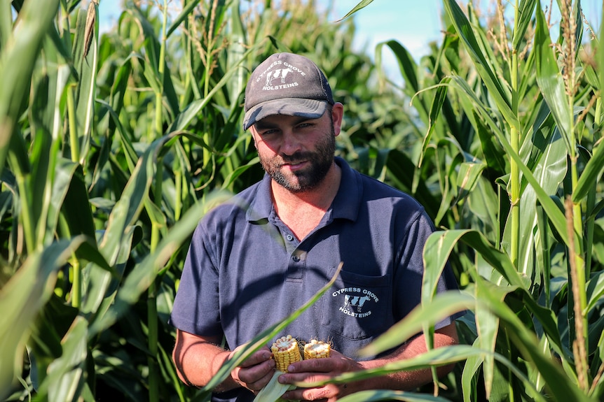 Man wearing a blue polo shirt and a peak cap stands among a crop of green leafed maize plants that tower over him.