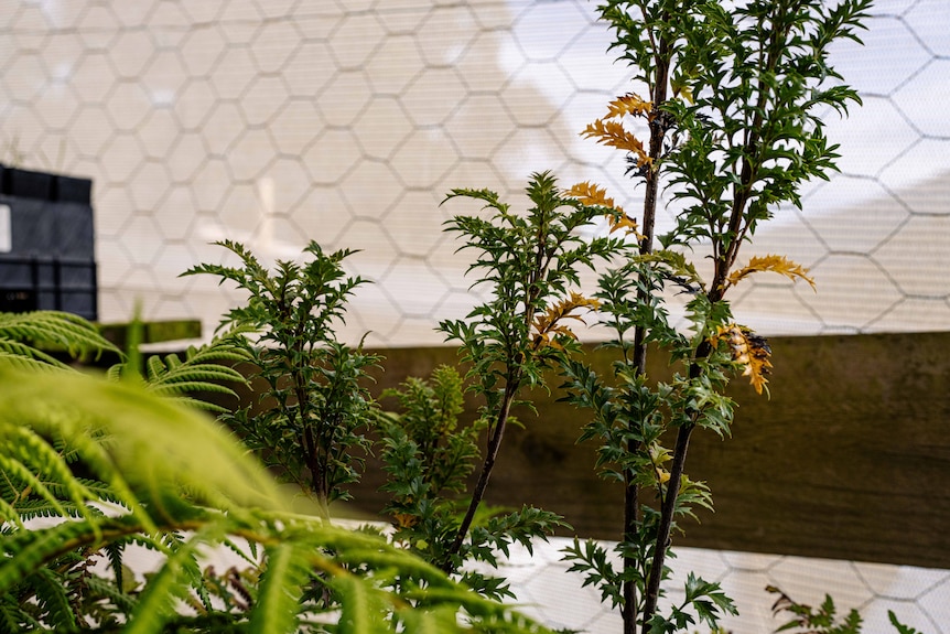 A small, leafy plant