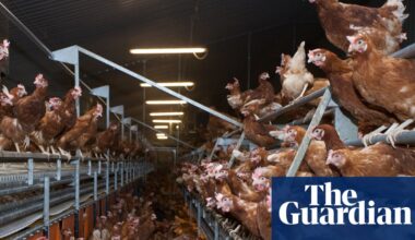 Ammonia pollution hotspots found in areas of UK with most pig and poultry factory farms | Pollution