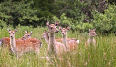 I need a licence to cull – The Irish Times