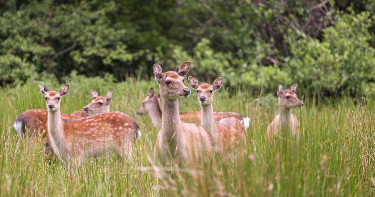 I need a licence to cull – The Irish Times