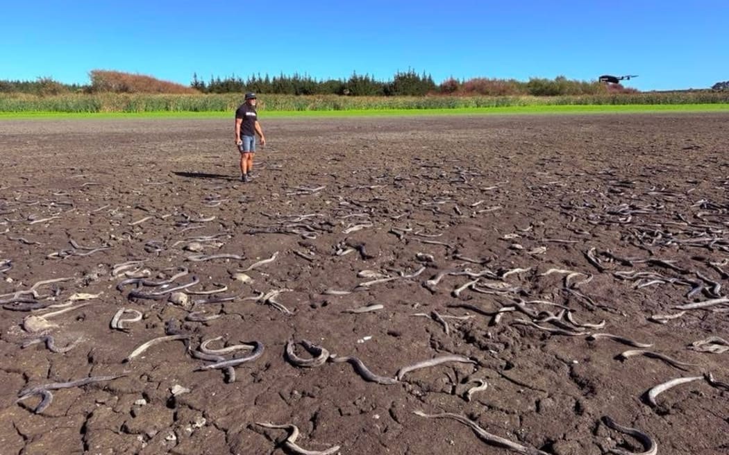 Before this week's rain the lakebed was a mass of dry dirt and dead or dying eels. Supplied
