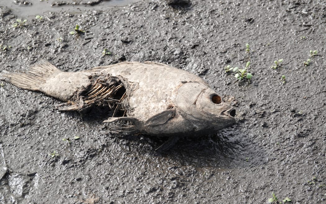 Birds have been picking at the dead eels and dead fish. RNZ/Jimmy Ellingham