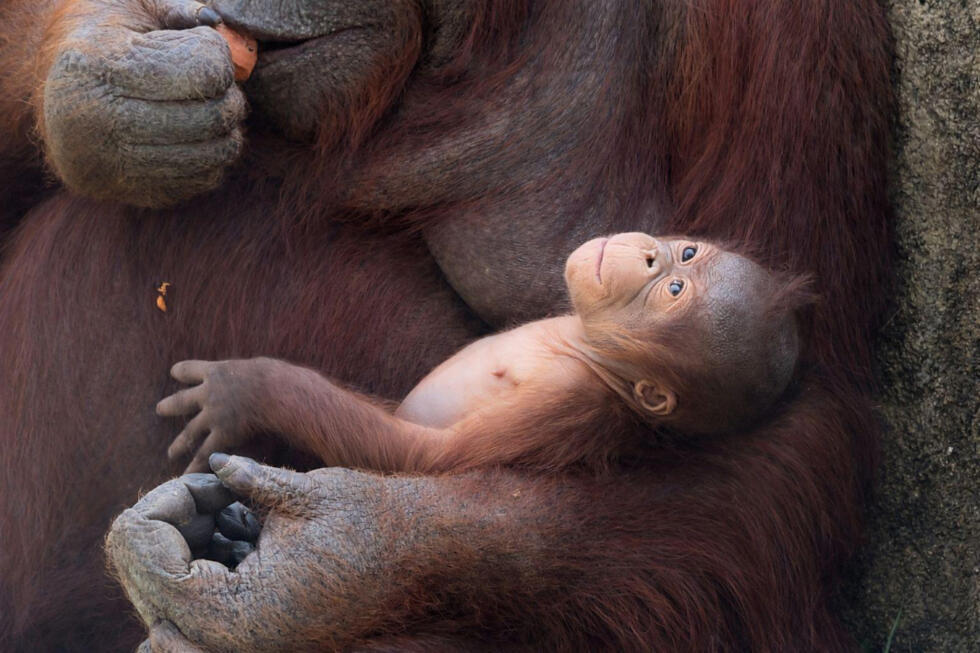 Surya, a female Bornean orangutan, cradles her newborn.