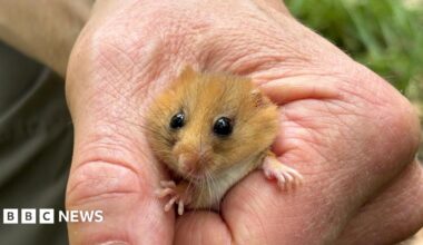 A close up of a hazel coloured dormouse in the hand of the dormouse officer.