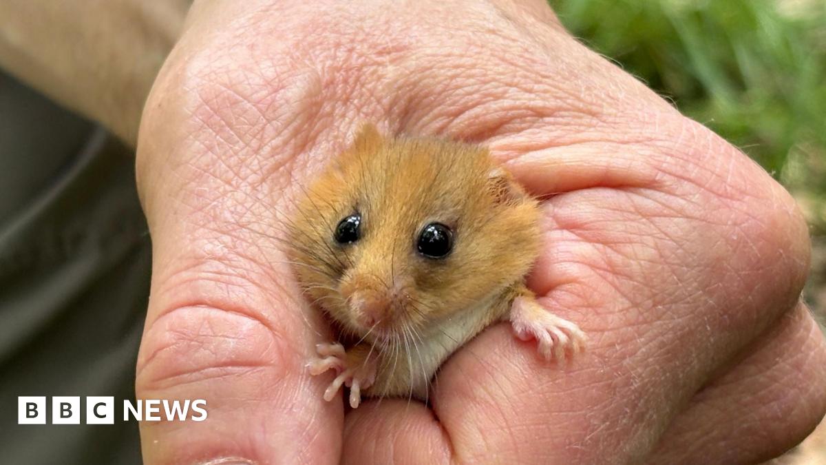 A close up of a hazel coloured dormouse in the hand of the dormouse officer.