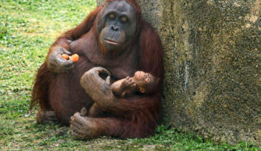 Critically endangered Borneo orangutan born at Madrid zoo