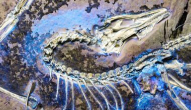 5 Clues From a Hidden Fossil That May End the 160-Year Bird Flight Debate