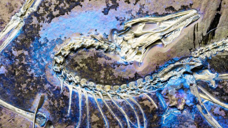 5 Clues From a Hidden Fossil That May End the 160-Year Bird Flight Debate